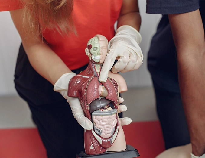 prolapsus-nedir-05 Prolapsus Nedir?